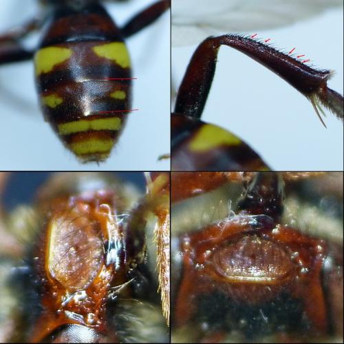Nomada ruficornis